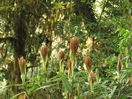 Image result for Actinodaphne