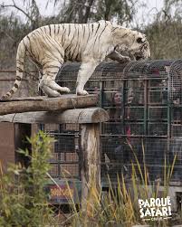Una cuidadora del parque safari, ubicado en rancagua, falleció esta mañana tras ser atacada por un tigre. Parque Safari Te Esperamos Este Sabado Y Domingo Y Facebook