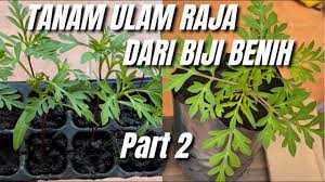 Rawatlah tanaman pokok ulam raja setiap hari dengan penyiraman, sinar matahari, dan pemupukan yang cukup. Cara Tanam Ulam Raja Dari Benih Pindah Pokok Ulam Raja Dalam Polybag Part 2 Youtube