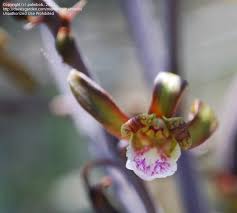 Image result for Eulophia sp. nov.