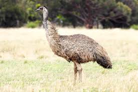 Saat menjelajahi pedalaman australia barat, pastikan untuk mengalami petualangan pedalaman yang otentik dengan salah satu budaya tertua yang masih ada di bumi dalam tur aborigin, dan jaga mata anda tetap terbuka untuk mengamati beragam hewan australia, dari buaya ke kanguru ikonik. Emu Definition And Synonyms Of Emu In The Malay Dictionary