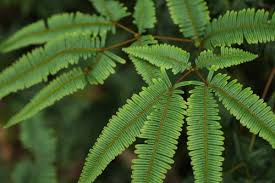 Image result for Dicranopteris elegantula