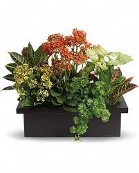 Livrée le même jour pour tous les bouquets. Stylish Plant Assortment In Chula Vista Ca Barliz Flowers