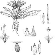 Image result for Macledium humilis