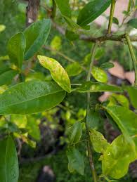 Hello all! Looking to tap into the hive mind here. Our family has recently  gone into escrow