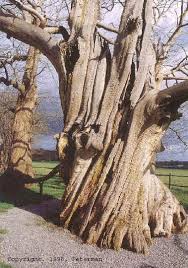 Http Www Arbres Org Illustrations Chataignier Abbaretz Jpg Arbre Arbres Remarquables Chataignier