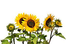 Flower Free Sunflowers Png Image Sunflower Png Yellow Flowers Sunflower