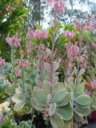 Kalanchoe Fedtschenkoi Contemporary Plants By Lushplants Com Au Plants Planting Succulents Succulents Garden