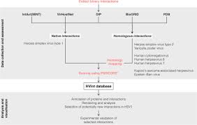 Type 1 is the usual cause of infections of the oral region and causes cold sores (herpes labialis). Hvint A Strategy For Identifying Novel Protein Protein Interactions In Herpes Simplex Virus Type 1 Molecular Cellular Proteomics