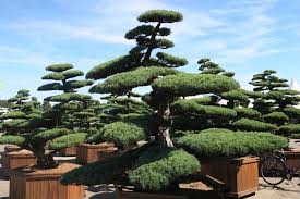 Gartenbonsai Gartengestaltung Bonsai Bonsaigarten Japanesegarden Azalee Azalea Rhododendron Gardening Usb Lifestyle Japanese Garden Garden Trees Topiary Trees