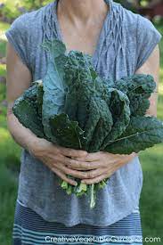 We did not find results for: Creative Vegetable Gardener The Greatest Way To Quickly Freeze Kale Creative Vegetable Gardener