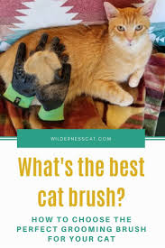 Best shedding comb for cats: Which Cat Brush Is The Best Best Cat Grooming Brushes Wildernesscat Cat Brushing Cat Grooming Cool Cats