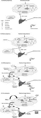 Adipose Tissue Function In Healthy Pregnancy Gestational Diabetes Mellitus And Pre Eclampsia European Journal Of Clinical Nutrition