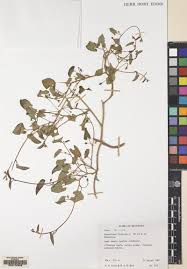 Image result for Wolffiella repanda