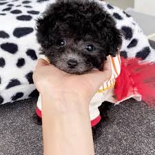 Beautiful red, apricot and red and white parti poodles. Teacup Poodle Puppies For Sale Near Me Under 300 Dollars Teacup Poodle Puppies Poodle Puppy Miniature Poodle Puppies For Sale