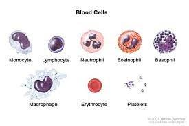 How Serious Is Pus Cell In Men Be 4-6? - Quora