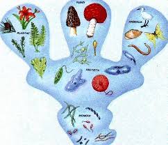 Pin By Liz Rivas On Ckca 1 2 Animal Study Faculty And Staff Elementary Science