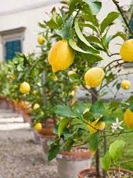 As a general rule, planting pots for the best fruit trees to grow in pots need to be at least twice as deep and wide as the root ball of the tree. Growing Fruit Trees In Containers Hgtv
