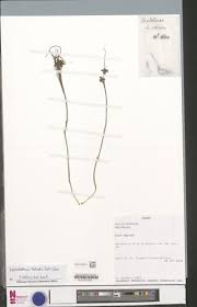 Image result for Xysmalobium holubii