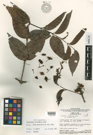 Image result for Flabellariopsis acuminata