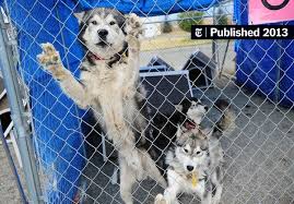 Open today until 6:00 pm. Many Animal Lovers Now See American Kennel Club As An Outlier The New York Times