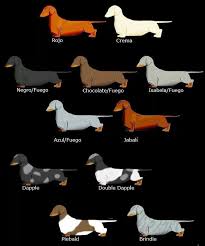Dachshund Colour Chart Dachshund Dog Dachshund Weenie Dogs