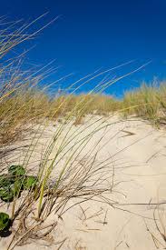 Photos Biscarrosse Plage Biscarrosse Paysage Landes