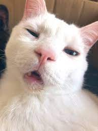 Youre Frustrated With Your Dog Need Our Secret To Using Your Dog S Natural Intelligence To Stop Bad Behavior Humor Hewan Gambar Kucing Lucu Foto Kucing Lucu
