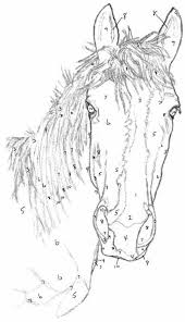 Draw A Horse Line Drawing Drawings Book Drawing