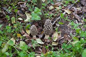 Morel Mushroom Season Morel Season Started In Georgia