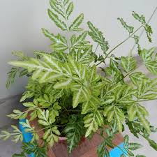 Image result for Pteris burtonii