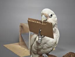 Check out our goffins bird toy selection for the very best in unique or custom, handmade pieces from our shops. Goffin S Cockatoos Can Create And Manipulate Novel Tools Eurekalert Science News
