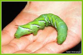 Black And Red Caterpillar With Horn Tobacco Tomato Horn Worm A Big Green Caterpillar Fishing Tips Tobacco Tomato Worms
