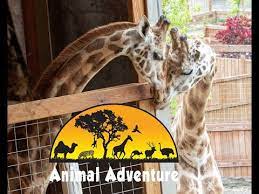 <p>azizi, born in march 2019, was the fifth and youngest calf of april the giraffe from the animal adventure park in new york. Johari Oliver Giraffe Cam Animal Adventure Park Youtube