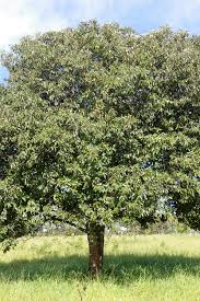 Emmotum nitens (Benth.) Miers | Árvores do Bioma Cerrado