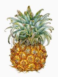 Ananas Comosus Mini Form Botanical Art Botanical Illustration Fruit Painting