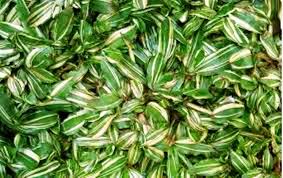 Harga bibit rumput gajah mini hijau 100×100 cm. Tukang Rumput Bekasi Tukang Rumput Taman