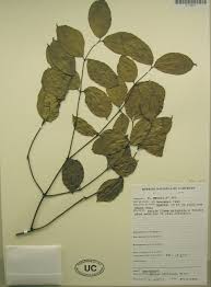 Image result for Gnetum africanum