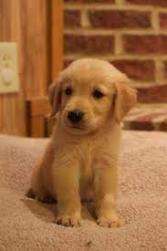 We are planning a winter litter from our personal family pets. Golden Retriever Pets And Animals For Sale Georgia