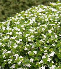 Image result for Bacopa