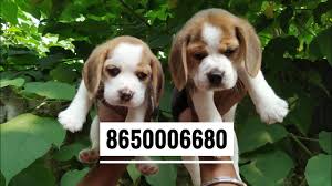 Check spelling or type a new query. Pet Care Dog Beagle Puppy Male For Sale 8650006680 In Dehradun Patna Mumbai Delhi Ranchi Lucknow Youtube