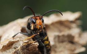 Check spelling or type a new query. Le Frelon Asiatique Bientot Decime Par Un Nouvel Insecte