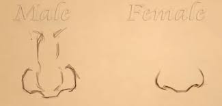 Drawing noses in profile download article 1. How To Draw Different Types Of Noses