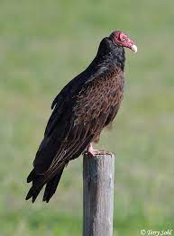 We did not find results for: Turkey Vulture Cathartes Aura