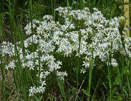 Image result for Lintonia nutans