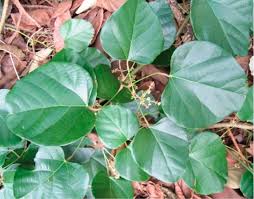 Image result for Malouetia bequaertiana