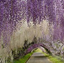 Flower Arch Wisteria Ashikaga Flower Park Japan Orangeflower08 Most Beautiful Gardens Wisteria Garden Wisteria Tunnel Japan