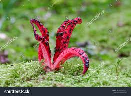 Clathrus Archeri Known Octopus Stinkhorn Mushroom Stock Photo 1902907672 |  Shutterstock
