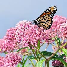 Soulmate Swamp Milkweed Swamp Milkweed Milkweed Plant American Meadows