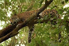 Jaguar Facts Animal Facts Encyclopedia Jaguar Animal Rainforest Animals Animal Conservation